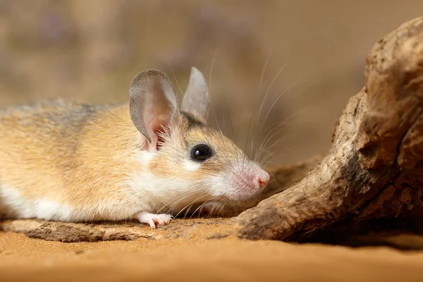 Nahaufnahme Weibliche Stachelmaus Acomys Cahirinus Versteckt Sich Hinter Dem Haken — Stockfoto