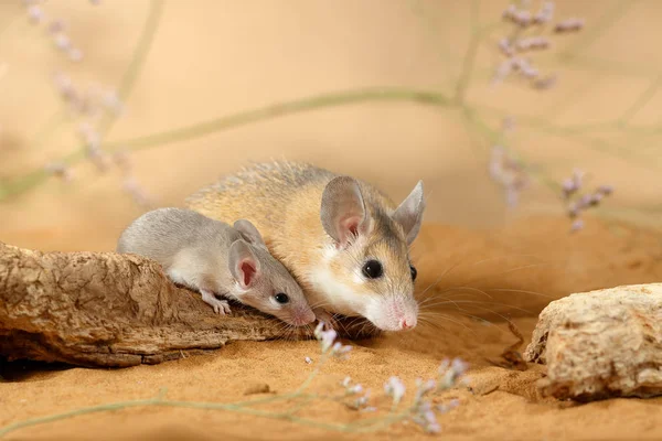 Close Vrouwelijke Stekelige Muis Kleine Muis Acomys Cahirinus Zit Het — Stockfoto