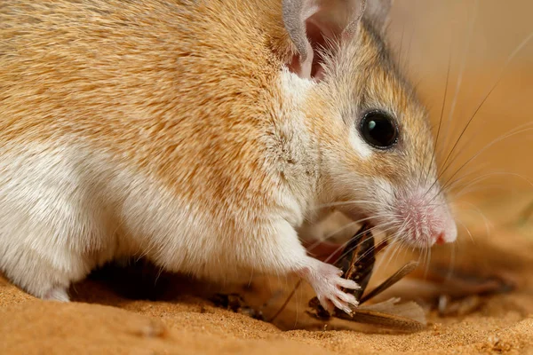 Крупным Планом Самка Колючей Мышки Acomys Cahirinus Ест Насекомое Песке — стоковое фото