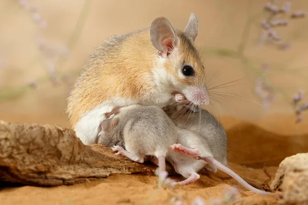 Närbild Kvinnlig Taggiga Mus Äter Insekt Och Amma Avkomman Liten — Stockfoto