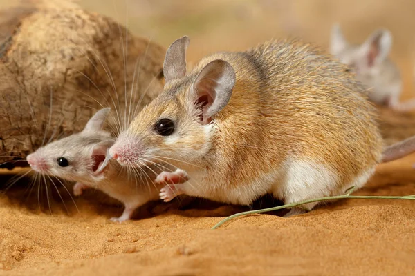 Närbild Kvinnlig Taggig Mus Och Liten Mus Acomys Cahirinus Gömmer — Stockfoto