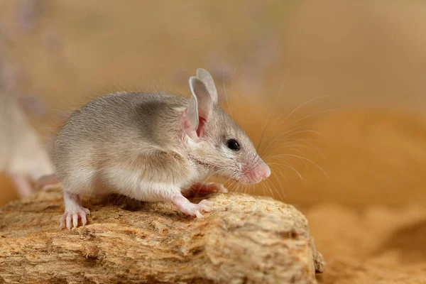 Nahaufnahme Junge Stachelmaus Acomys Cahirinus Auf Der Spitze Des Hakens — Stockfoto