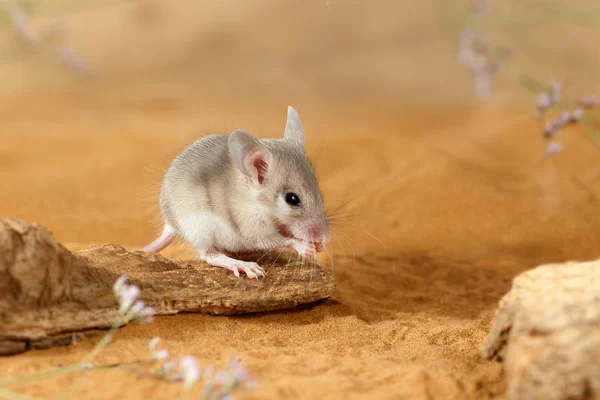 Close Young Spiny Mouse Acomys Cahirinus Eats Snag — Stock Photo, Image