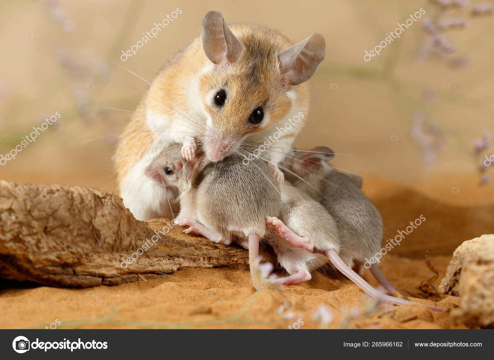Baby White Footed Mouse