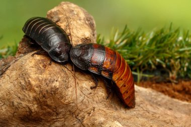 Yakın çekim iki büyük madagaskar tıslama hamamböcekleri (Gromphadorhina portentosa) yeşil çim arka plan üzerinde budak üzerinde oturarak.