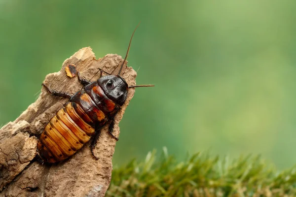 Close Big Madagascar Hissing Cockroach Gromphadorhina Portentosa Crawling Snag Green — Stock Photo, Image