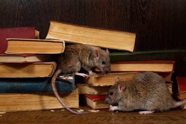 Yakın çekim iki sıçan (Rattus norvegicus) kütüphanede döşeme üzerinde eski kitaplar yakınında oturur. Kemirgen kontrolü kavramı. Küçük Dof odak sadece bir sıçan koymak.