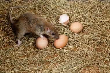 Yakın-up genç sıçan (Rattus norvegicus) tavuk kümesi tavuk yumurtakırma. Üst te. Kemirgen kontrolü kavramı. 