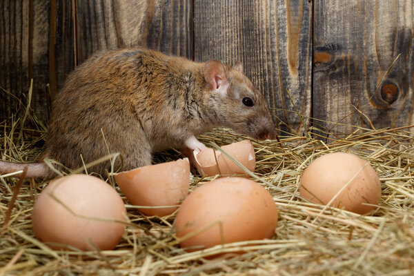 close-up the rat (Rattus norvegicus)   breaking hen's eggs in the chicken coop on the background of wood boards
