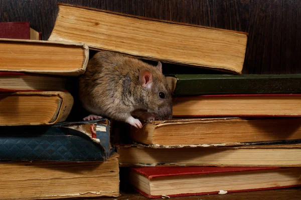 Close Van Rat Rattus Norvegicus Stapel Oude Boeken Bibliotheek Concept — Stockfoto
