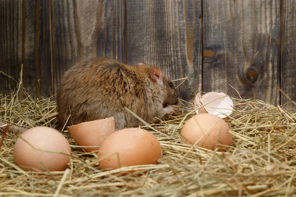 クローズアップ若いネズミ ラットスノルベギカス は鶏小屋で鶏の卵を食べます バックビュー げっ歯類制御の概念 — ストック写真