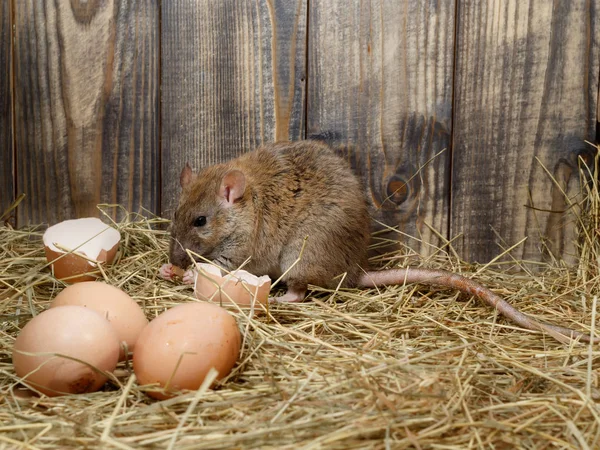 Close-up the young rat (Rattus norvegicus)  eats hen\'s egg in the chicken coop. Concept of rodent control.