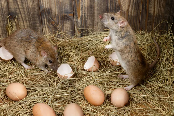 Gros Plan Deux Jeunes Rats Rattus Norvegicus Dans Poulailler Près — Photo