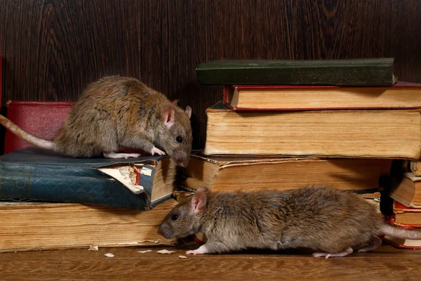 Närbild Två Råtta Rattus Norvegicus Klättrar Gamla Böcker Golvet Biblioteket — Stockfoto