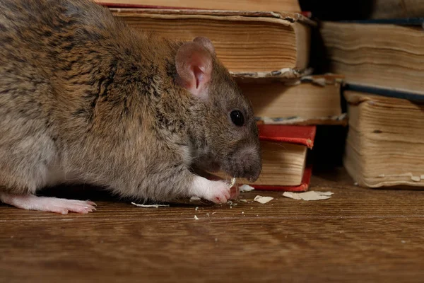 Close-up the rat (Rattus norvegicus) chewing paper near pile of old books on the flooring in the library. Concept of rodent control.