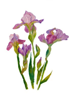 Karton üzerine yağlıboya. Çizim. Çiçek açan mor irises. Beyaz üzerine izole.