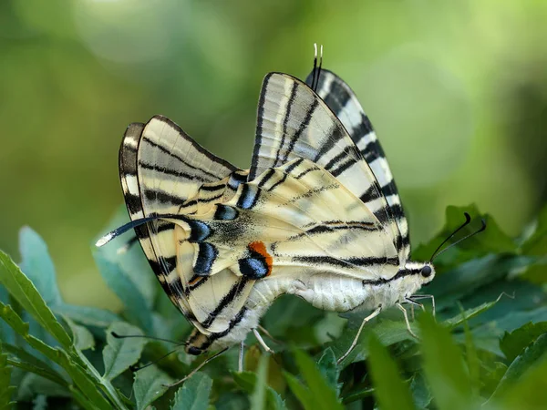 Primeros Planos Apareamiento Mariposas Gigantes Cola Golondrina Papilionidae Planta Verde — Foto de Stock