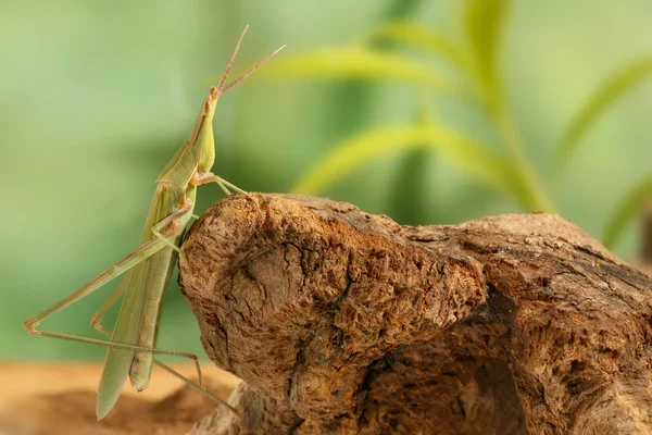 Gros Plan Acrida Oxycephala Grimpe Sur Chicots Sur Fond Feuilles — Photo