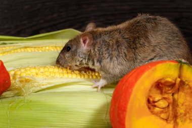 Yakın çekim sıçan (Rattus norvegicus) kiler içinde kırmızı pumkin yakın mısır yeme.