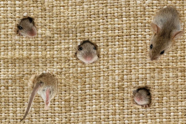 Closeup the heads of vole mouses (Apodemus agrarius) peeps from the holes in the linen sack, one mouse climbs into hole.