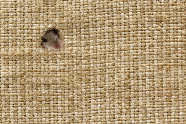 Κλείστε Κεφάλι Του Ποντικιού Vole Apodemus Agrarius Κρυφοκοιτάζει Από Τις — Φωτογραφία Αρχείου