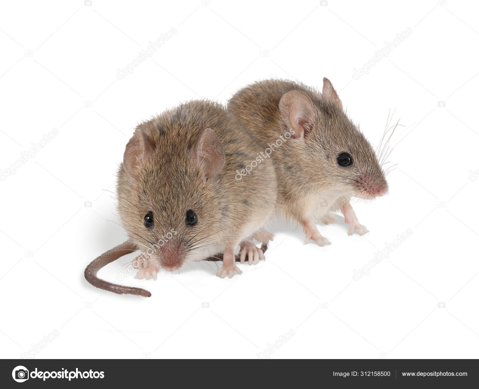Крупная Мышь Фото