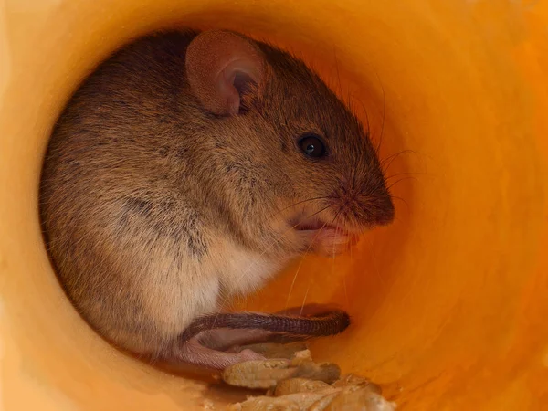 Closeup Vole Mouse Apodemus Agrarius Eats Grain Hole — Stock Photo, Image