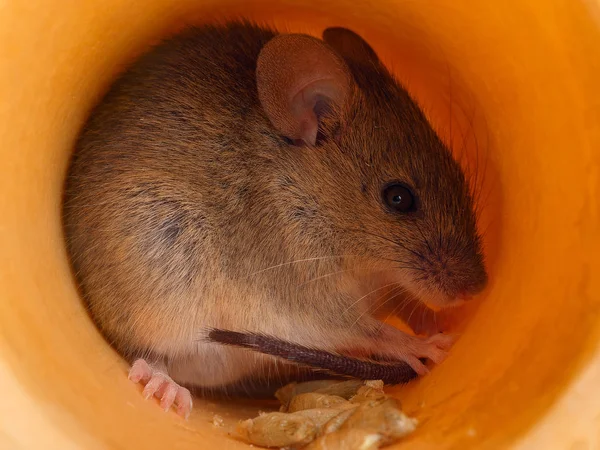 Close Schattige Grijze Woelmuis Apodemus Agrarius Verstopt Zich Een Gat — Stockfoto