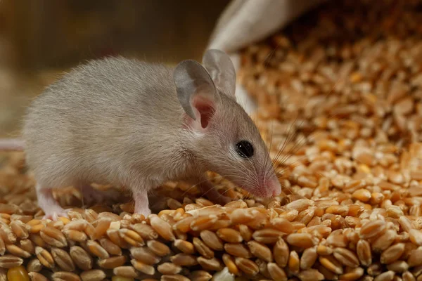 Κοντινό Γκρι Ποντικάκι Παραμονεύει Ένα Σωρό Σιτάρι Στον Αχυρώνα Έννοια — Φωτογραφία Αρχείου