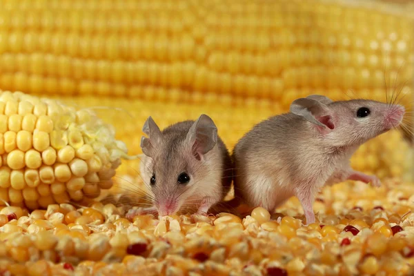 Sluit Twee Nieuwsgierige Jonge Grijze Muis Loer Buurt Van Het — Stockfoto