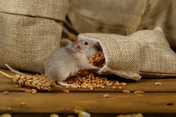 Closeup Jonge Grijze Muis Zit Buurt Van Jute Zakken Met — Stockfoto