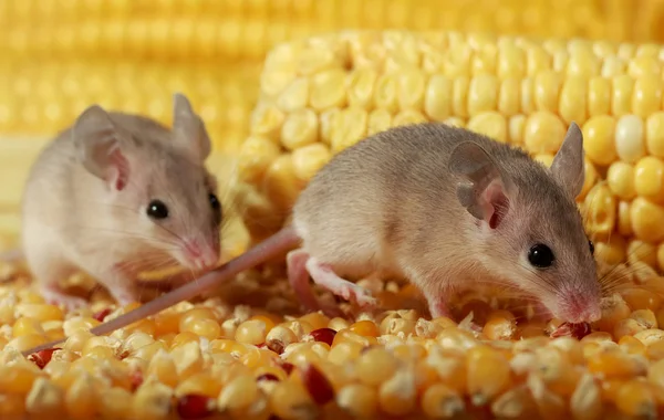两只好奇的灰老鼠溜进了玉米仓里 鼠害控制的概念 小焦点只放在一个鼠标上 — 图库照片