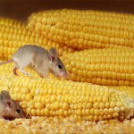 depositphotos_314320340-stock-