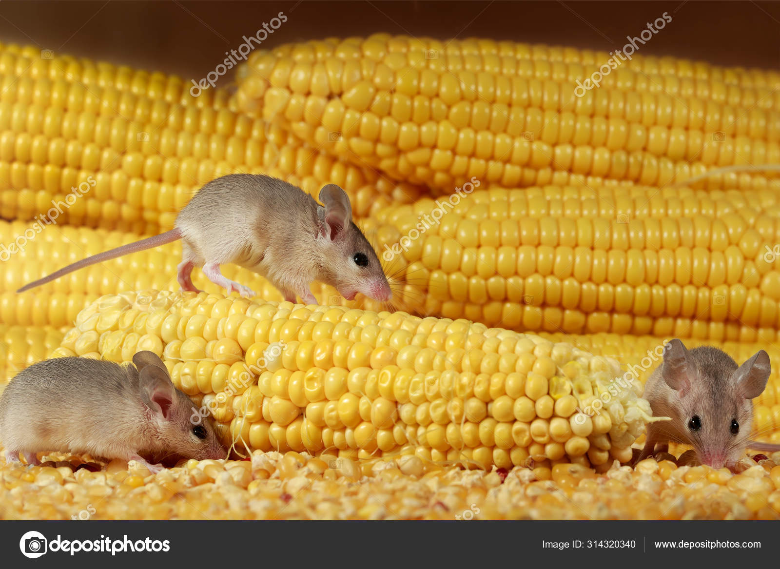 □Mouse on corn cob□1981年□14cm◇ Cop◇ □Mouse on