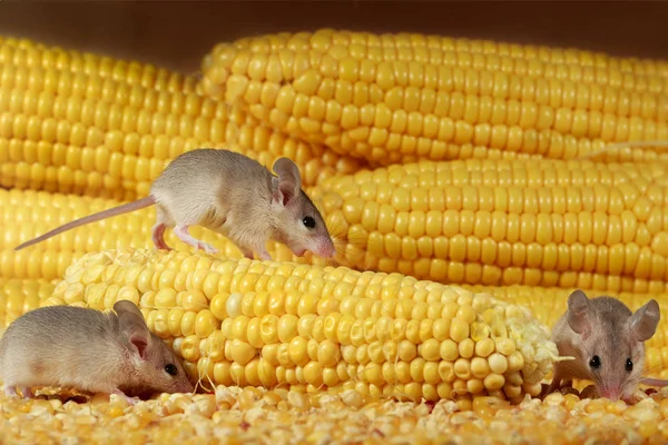 Close-up three young mice and yellow sweet corn cobs in the warehouse. Concept of rodent control.