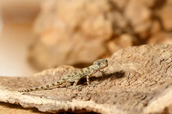 特写的年轻壁虎 Tenuidactylus Caspius 在沙漠中捕猎 小焦点只放在壁虎的头上 — 图库照片