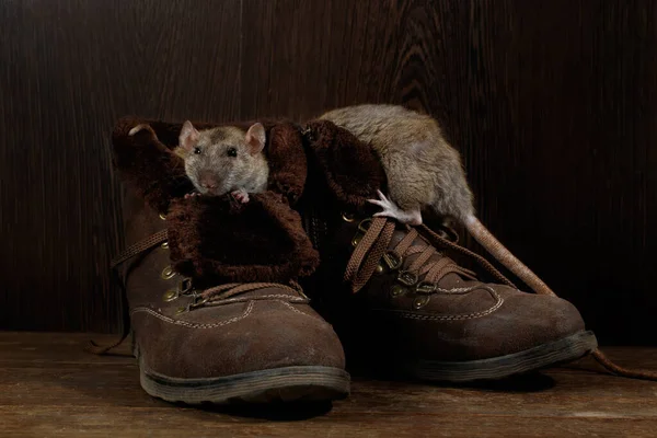 Close Van Twee Ratten Bruine Laarzen Houten Vloeren Eén Rat Stockfoto