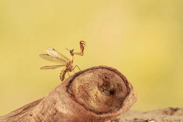 Nahaufnahme Der Mantispa Jagd Auf Treibholz Der Wüste — Stockfoto
