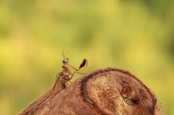 Nahaufnahme Der Mantispa Jagd Auf Treibholz Der Wüste Frühling — Stockfoto