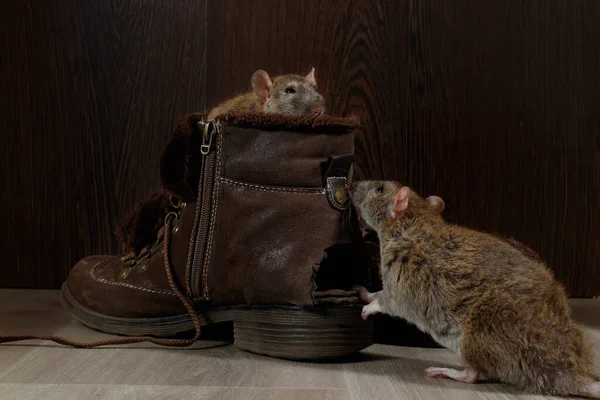 Close Van Twee Ratten Bruine Laarzen Grijze Vloeren Eén Rat — Stockfoto