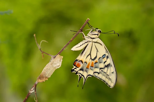 나비에 놀라운 순간의 Papilio Machaon 국화에서 배경의 가지에 나타나고 로열티 프리 스톡 사진