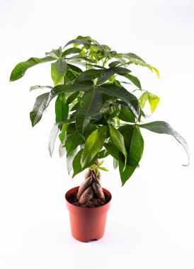 Bir akvatik bir tencerede Pakhira