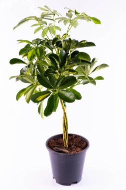 Bir sheffler bir tencerede bir houseplant