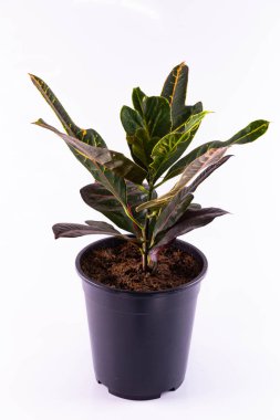 Tencerede Crotone. Kavanozdaki Crotone