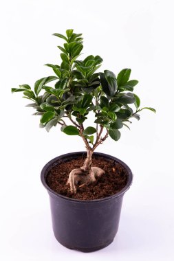 Bir microcarp bir tencerede ficus