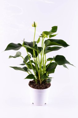 Bir tencerede beyaz bir anturium