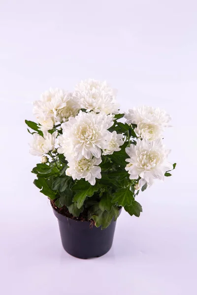 Crisantemo Blanco Una Olla —  Fotos de Stock