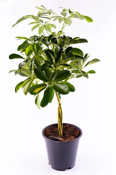 Bir sheffler bir tencerede bir houseplant