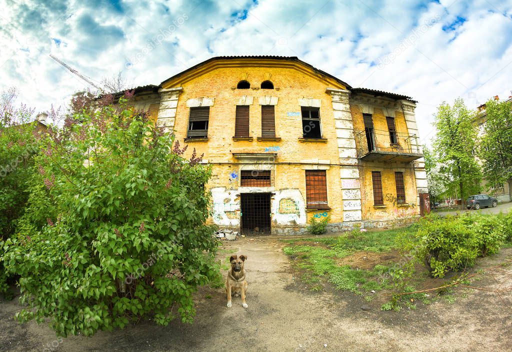 a stray dog in the yard of an abandoned house