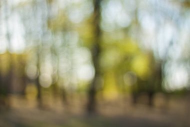 Bulanık doğa duvar kağıdı. Orman bokeh arka plan. Yeşil ufuk backdop.